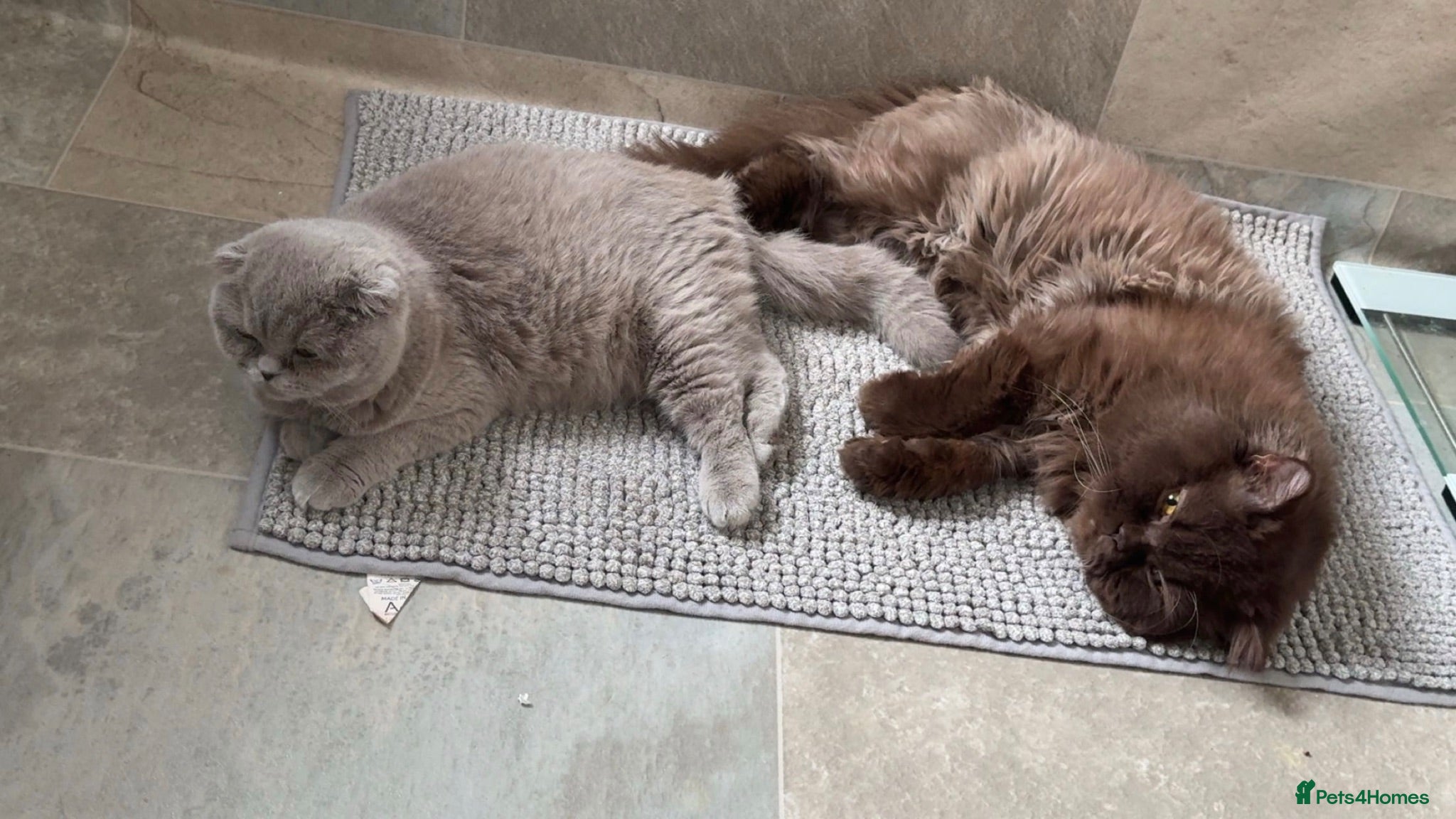 British Shorthair cats Male Brown and female lilac British short hair.  - Advert 1