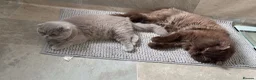 British Shorthair cats for sale: Male Brown and female lilac British short hair.  - Advert 1