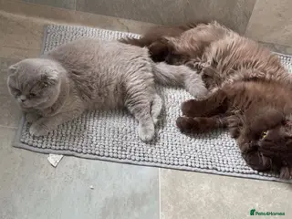 British Shorthair cats Male Brown and female lilac British short hair. - Advert 7