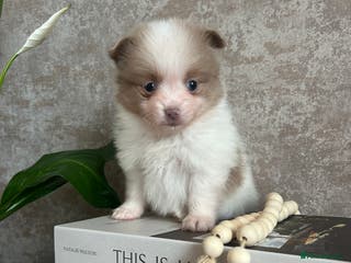 Pomeranian dogs Kc rainbow 🌈 Pomeranians - Advert 13