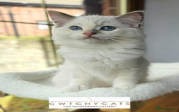 Ragdoll cats for sale: Top Quality, Tica Reg Kittens from Euro / US Lines - Image 7