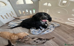Cockapoo dogs for sale: F1 Cockapoo puppies  - Image 1