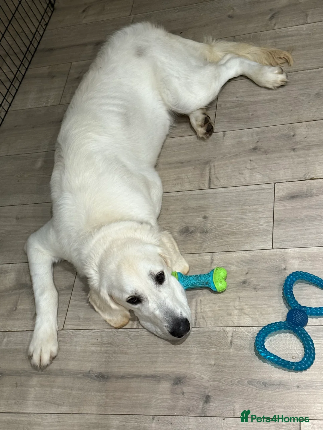 Golden Retriever dogs for sale: 2 Male golden retrievers for rehoming - Advert 6