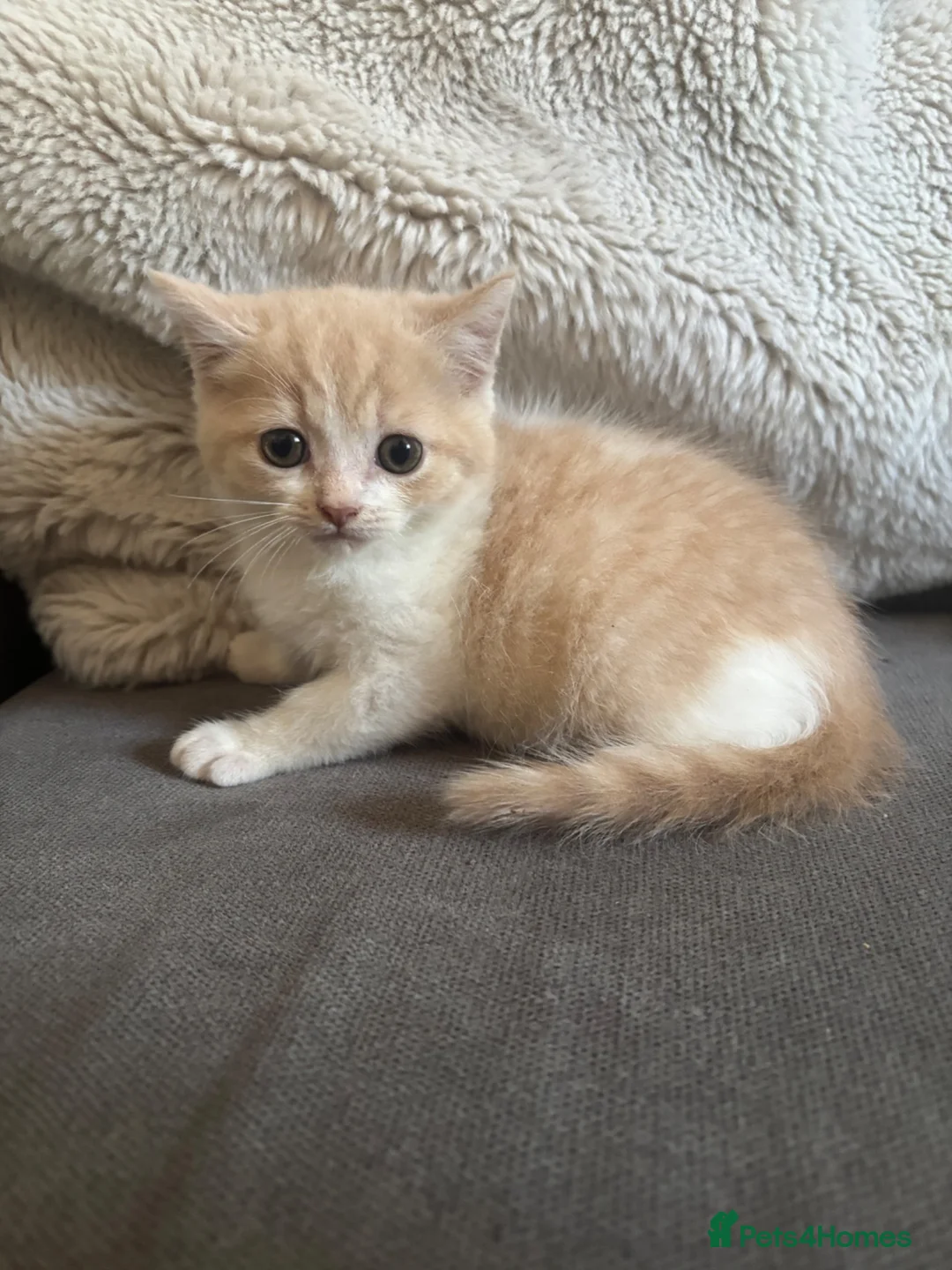 Persian cats for sale: Persian crossed kittens ready now  - Advert 10