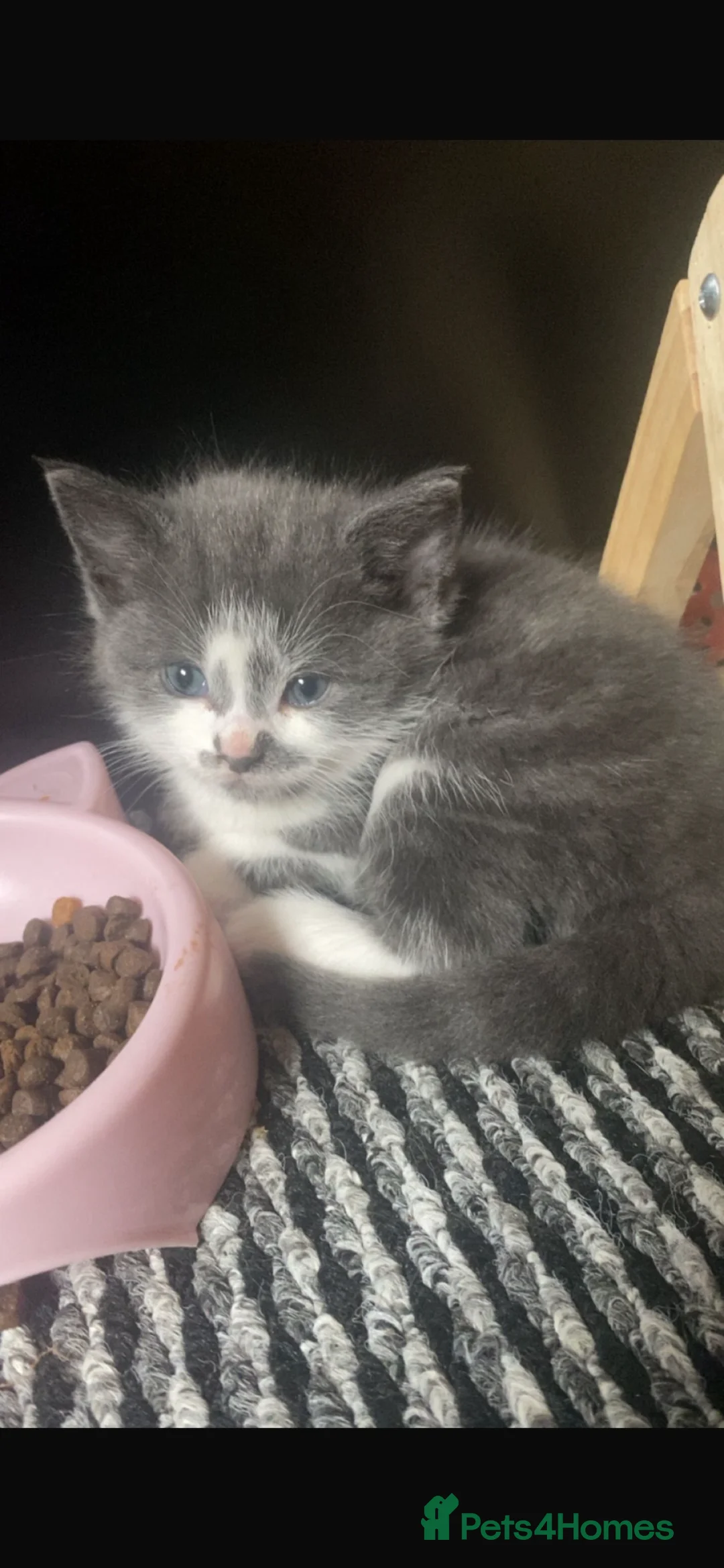 Domestic Shorthair cats for sale: 3 kittens looking for there new home  - Advert 2