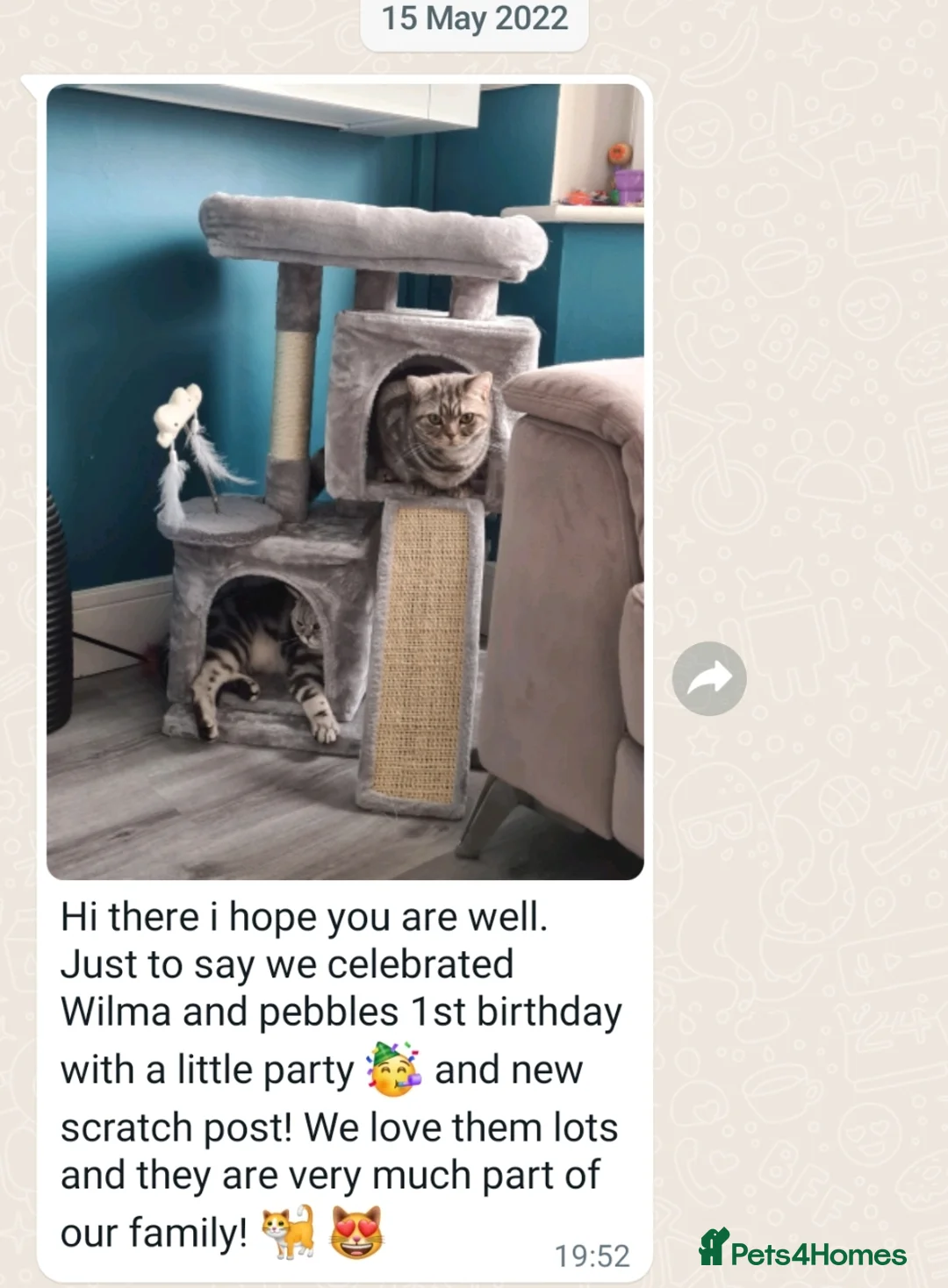 British Shorthair cats for sale: Your Furry Fantasy Awaits! - Advert 24