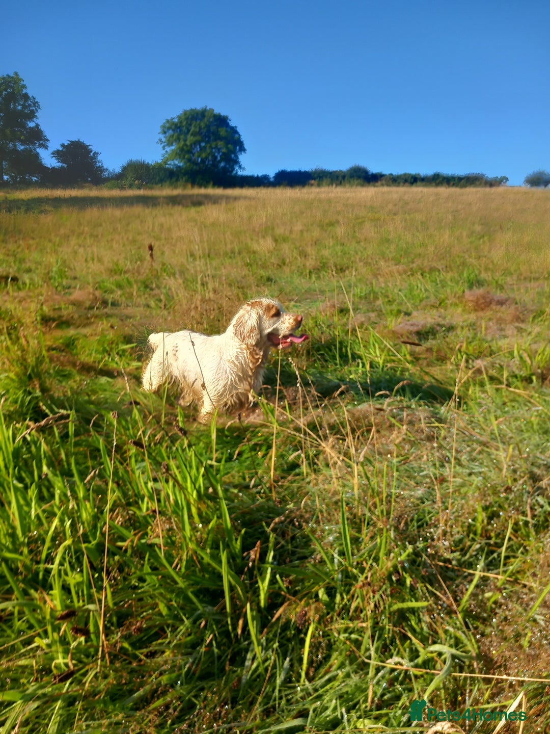Clumber Spaniel dogs for sale: KcWorking Clumber Spaniel Puppy 1 GIRL LEFT!!! - Advert 4