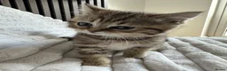 British Shorthair cats for sale: ❤️😻Stunning PEDIGREE BRITISH SHORTHAIRS ❤️❤️😍 - Advert 12