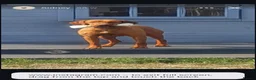 Hungarian Vizsla dogs for sale: Champion Bred Hungarian Vizsla Pups 0.9%COI KC Reg - Advert 5