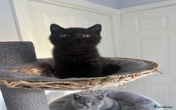 British Shorthair cats for sale: Gccf pedigree black little boy  - Image 4