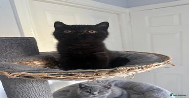 British Shorthair cats - Advert 14