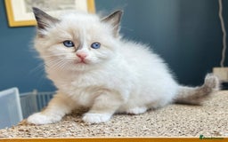 Ragdoll cats for sale: Stunning Rainbow of Ragdoll Kittens - Image 28