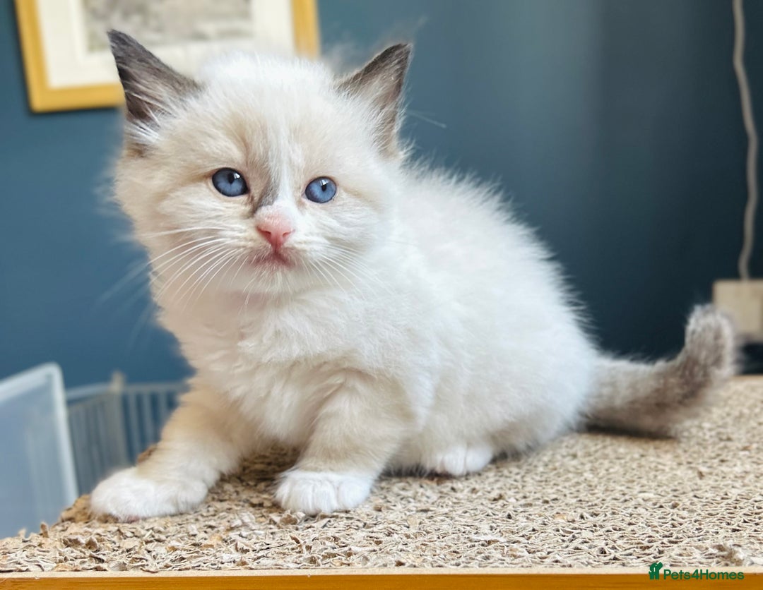 Ragdoll cats for sale: Stunning Rainbow of Ragdoll Kittens - Image 28