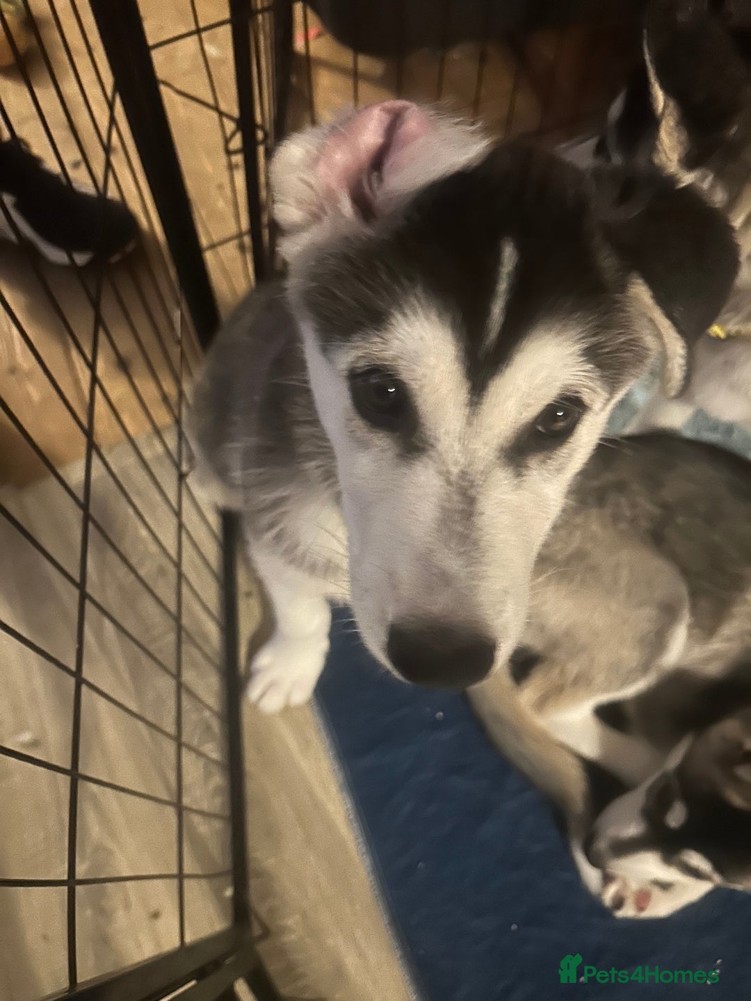 Siberian Husky dogs for sale: Husky pups 1 beautiful girl & 1 handsome boy left. - Image 6