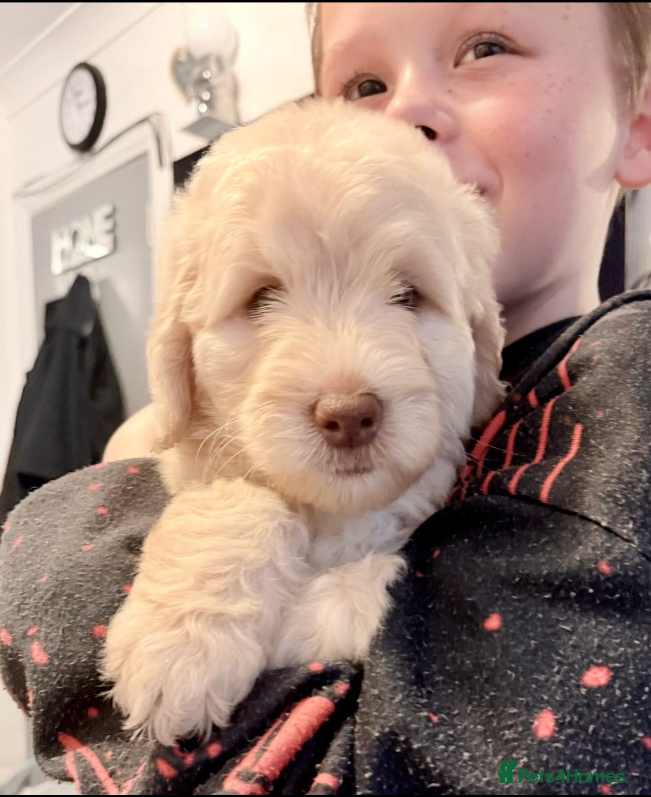 Australian Labradoodle dogs Labradoodle  - Advert 2