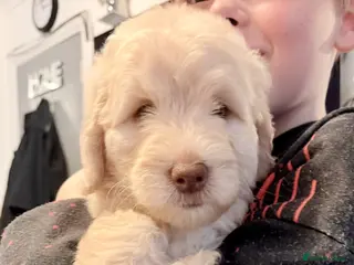 Australian Labradoodle dogs Labradoodle - Advert 2