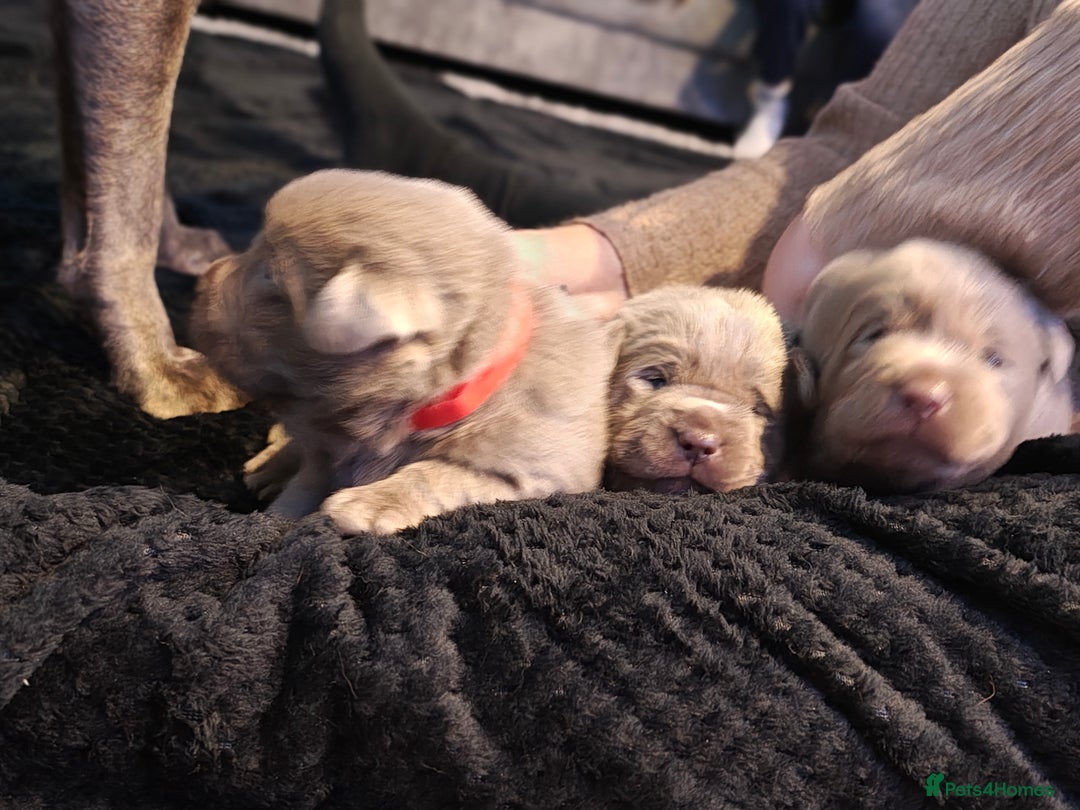 Labrador Retriever dogs for sale: Silver Labrador puppies  - Advert 26