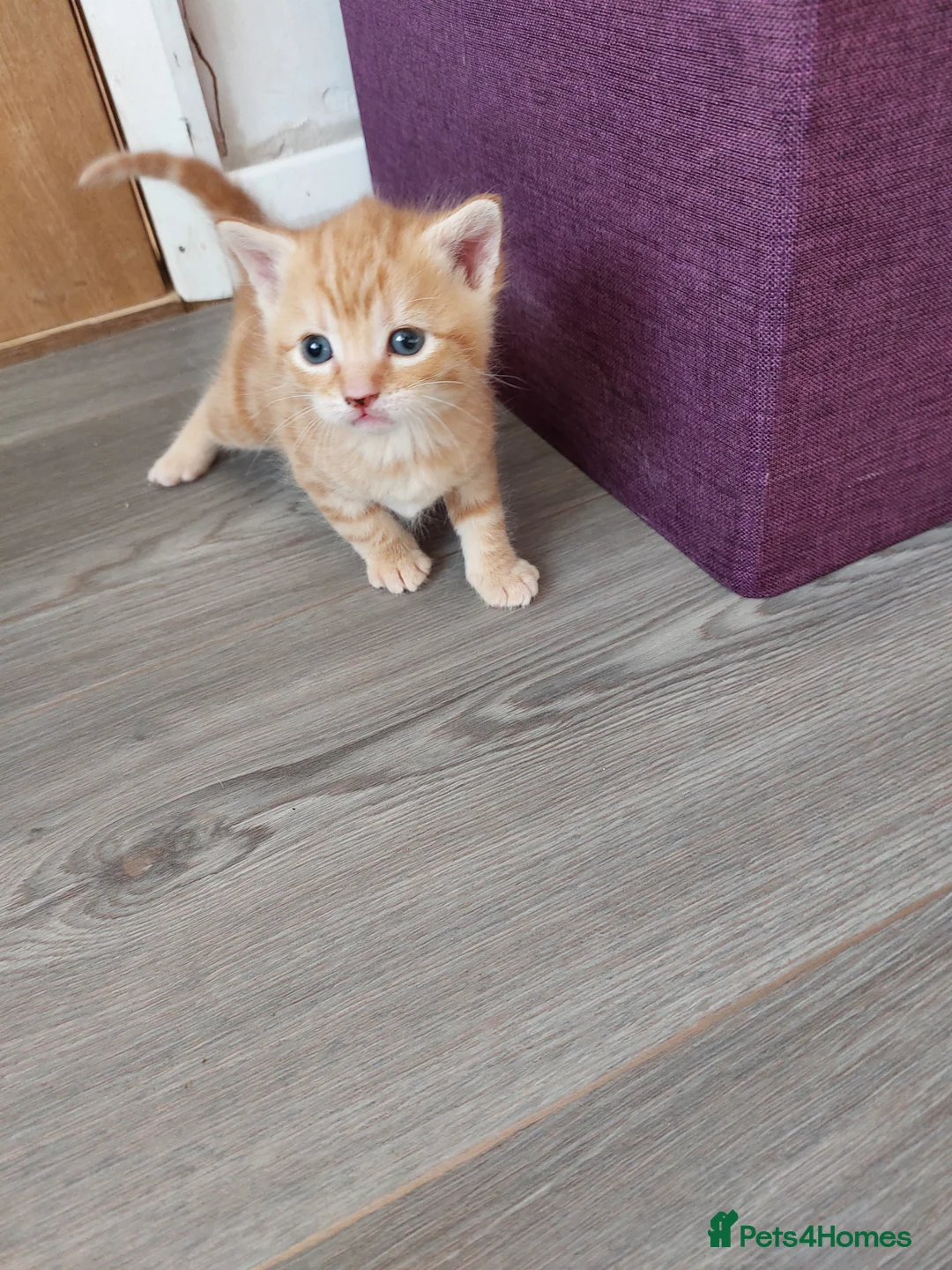 Mixed Breed cats for sale: Kittens - Advert 1