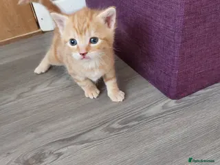 Mixed Breed cats Kittens - Advert 10