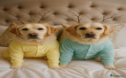 Golden Retriever dogs for sale: Golden retriever puppies  - Image 30