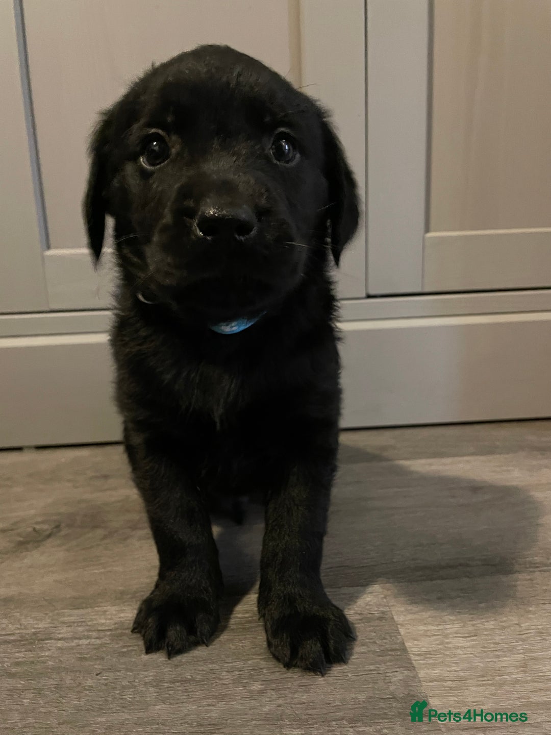 Goldador dogs for sale: Extensively health tested Goldador puppies - Advert 14