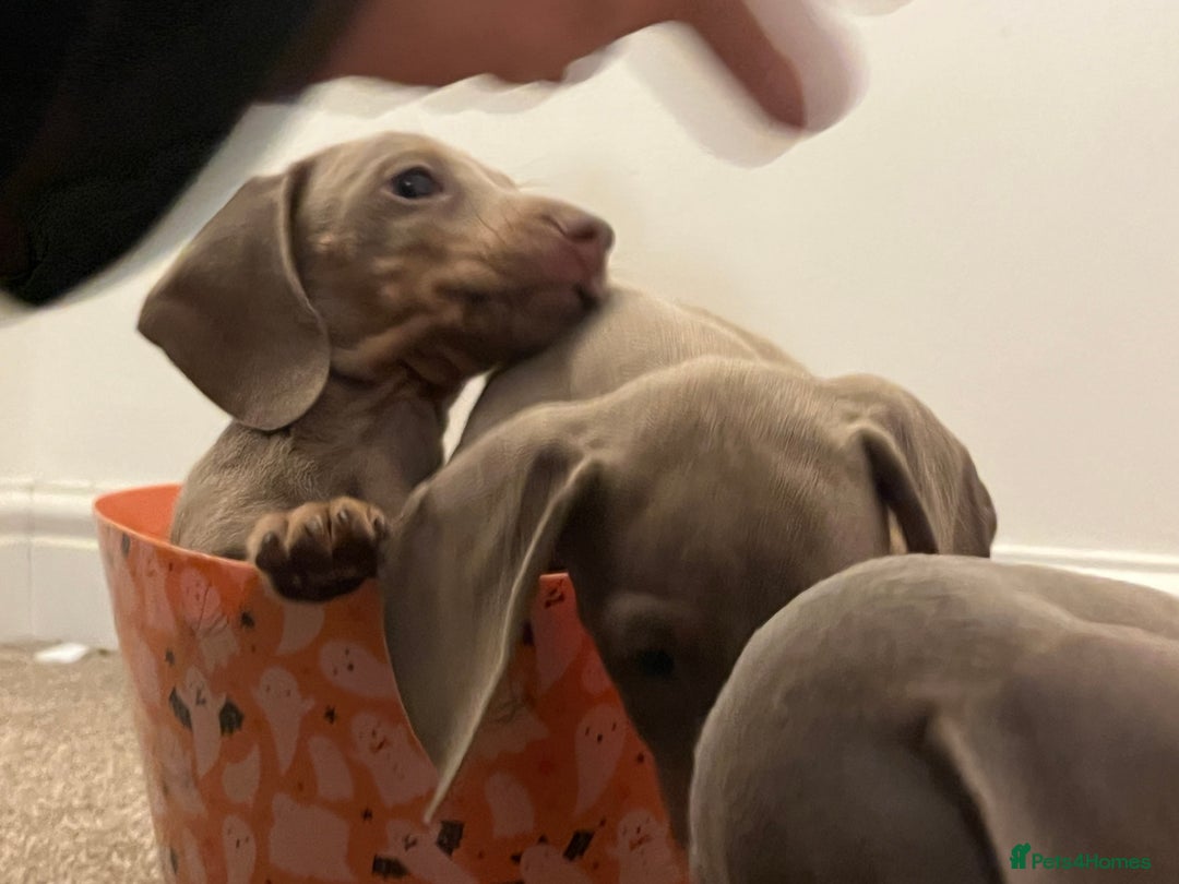 Dachshund dogs for sale: Beautiful Isabella pups exceptional quality  - Image 32