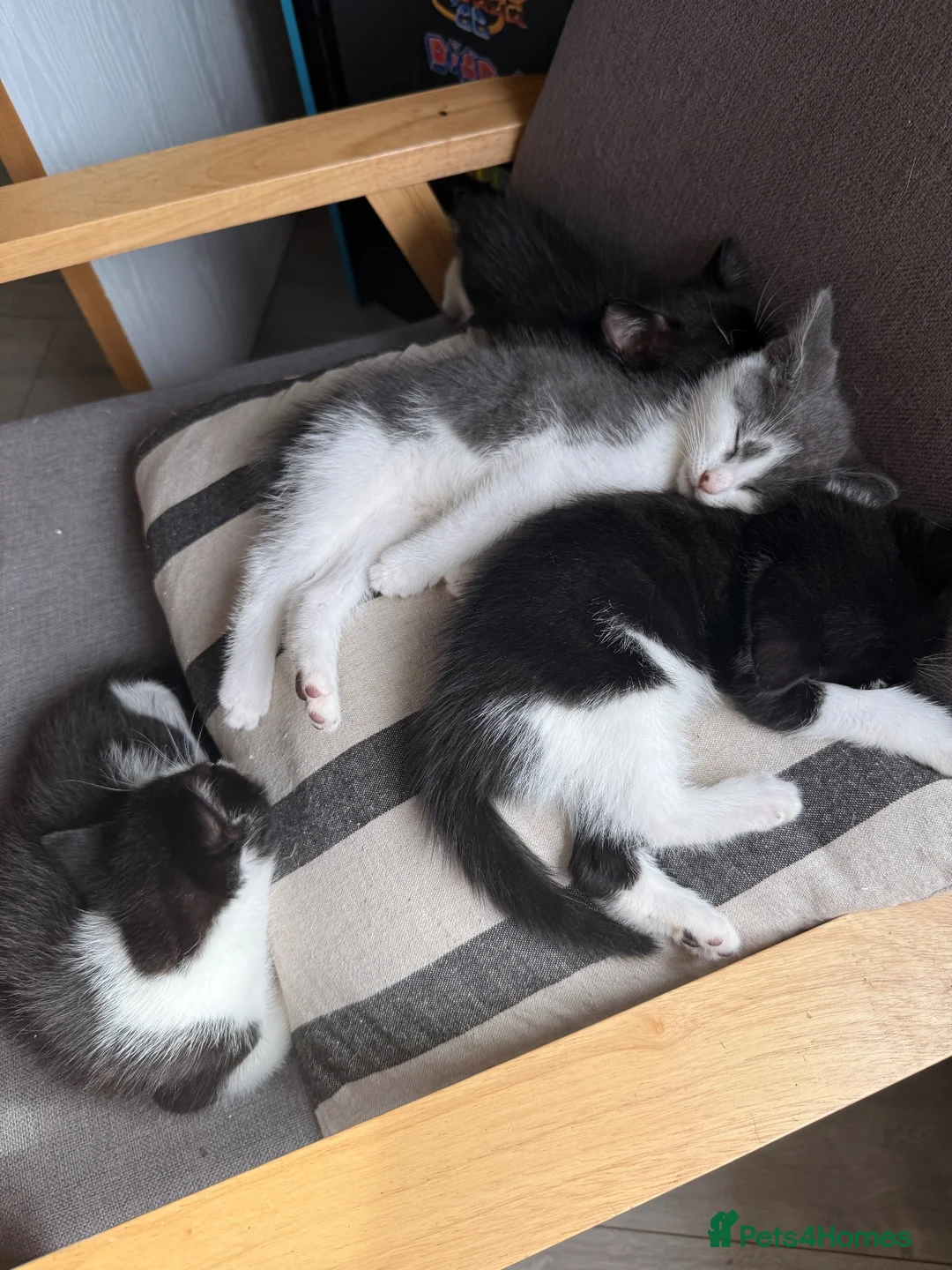 Mixed Breed cats for sale: 4 Kittens Ready to leave now 🐾 - Advert 2