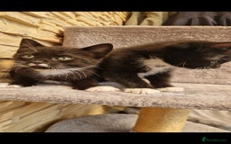 Mixed Breed cats for sale: Kittens😺 - Image 15