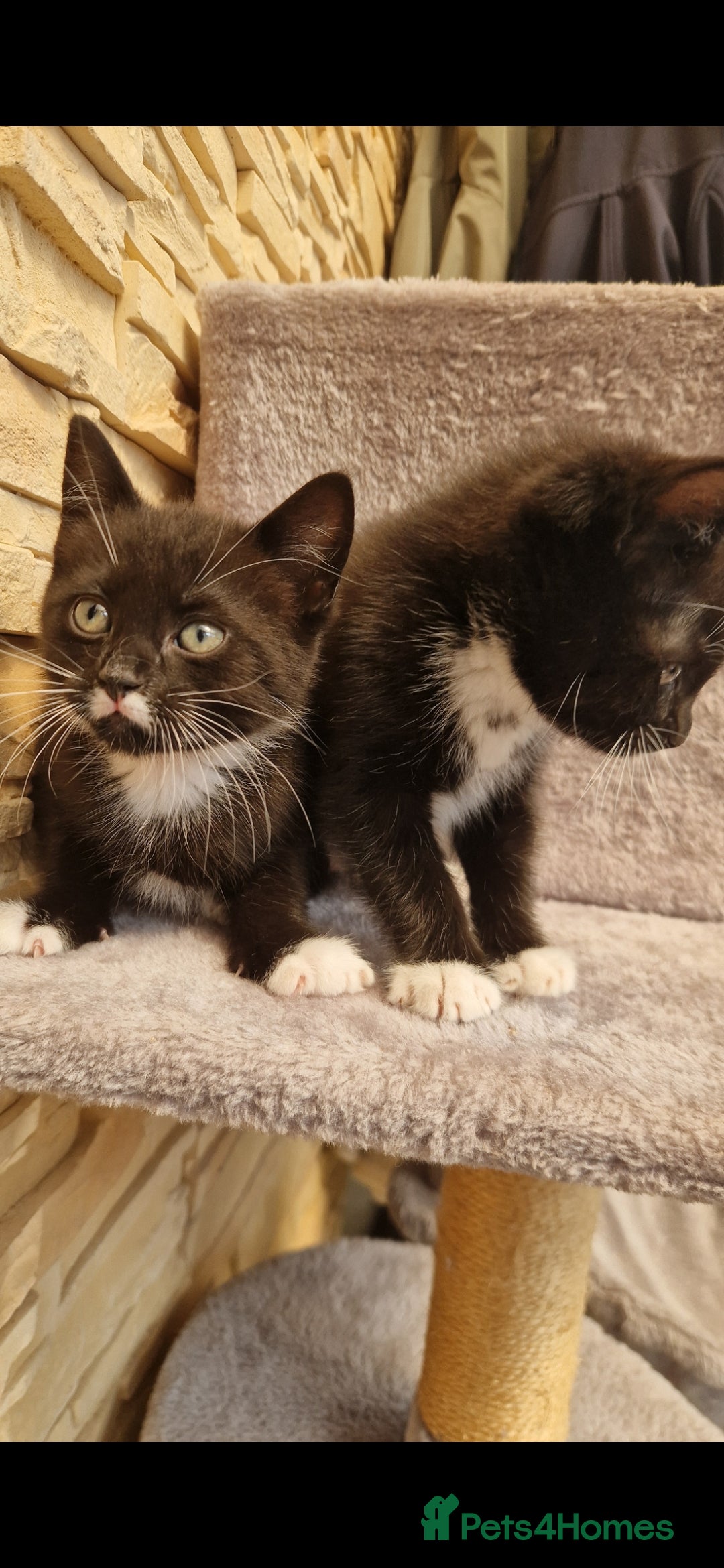 Mixed Breed cats for sale: Kittens😺 - Image 15