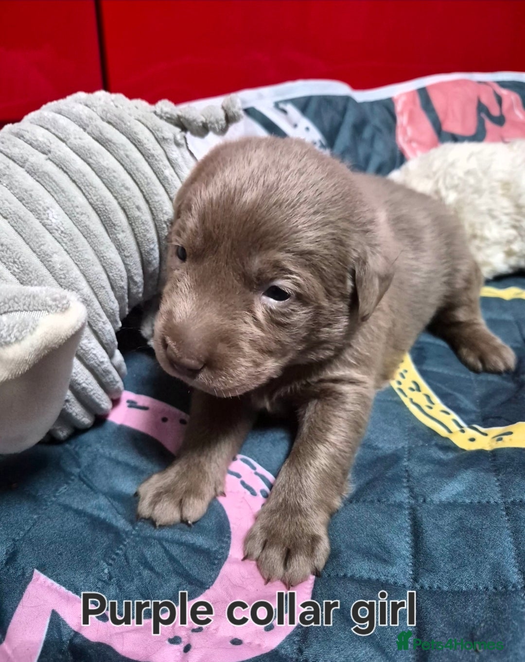 Labrador Retriever dogs for sale: 💎 Stunning Litter of 8 Silver Labradors 💎 - Advert 17