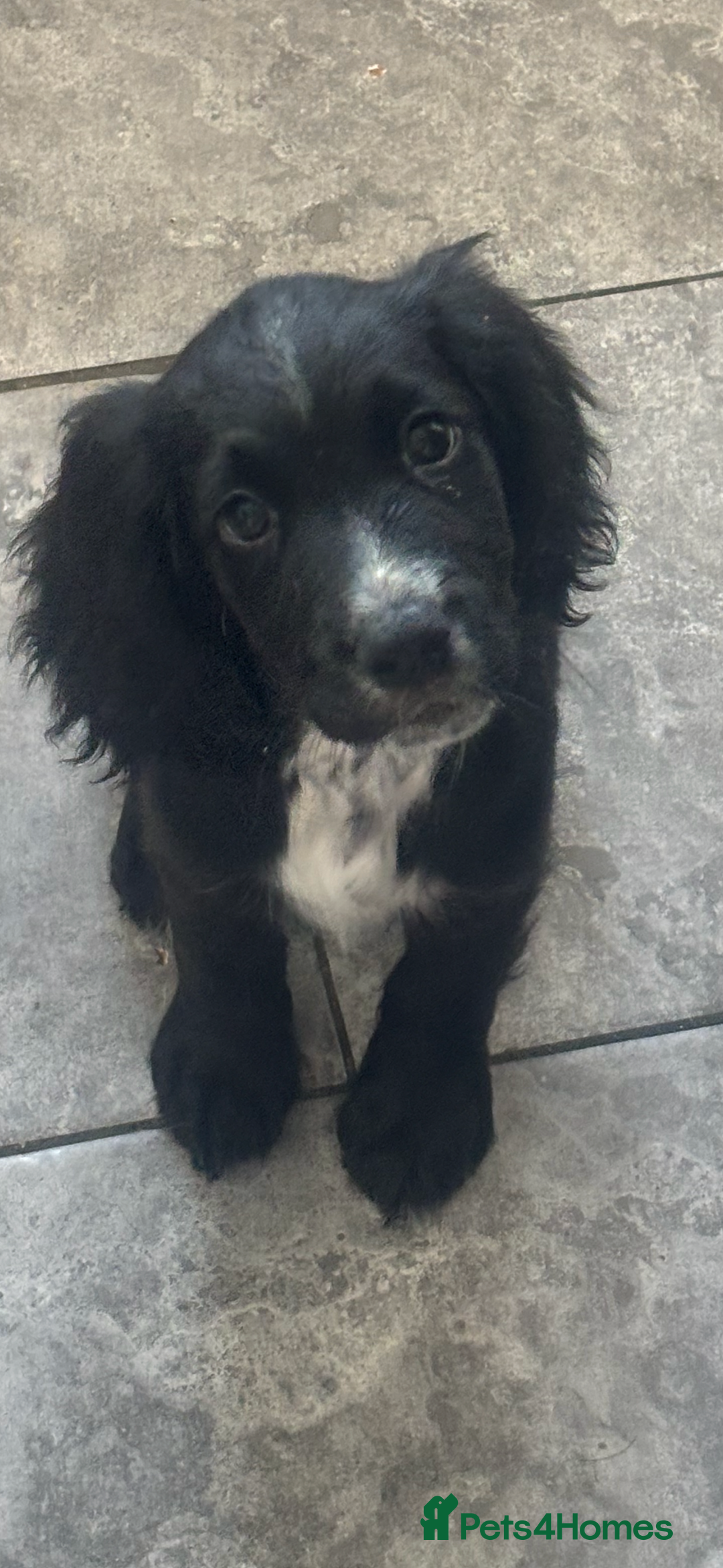 Cocker Spaniel dogs for sale: FINAL REDUCTION working cocker span in Gravesend - Image 16