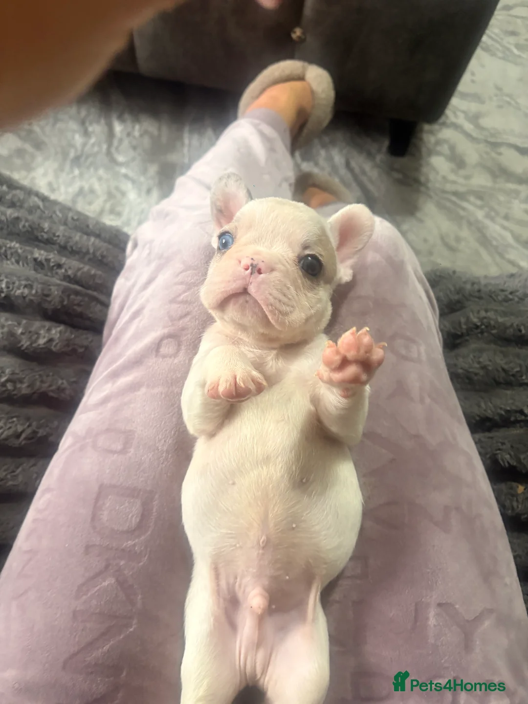 French Bulldog dogs for sale: 🏆 FRENCH BULLDOG 🏆 - Advert 12