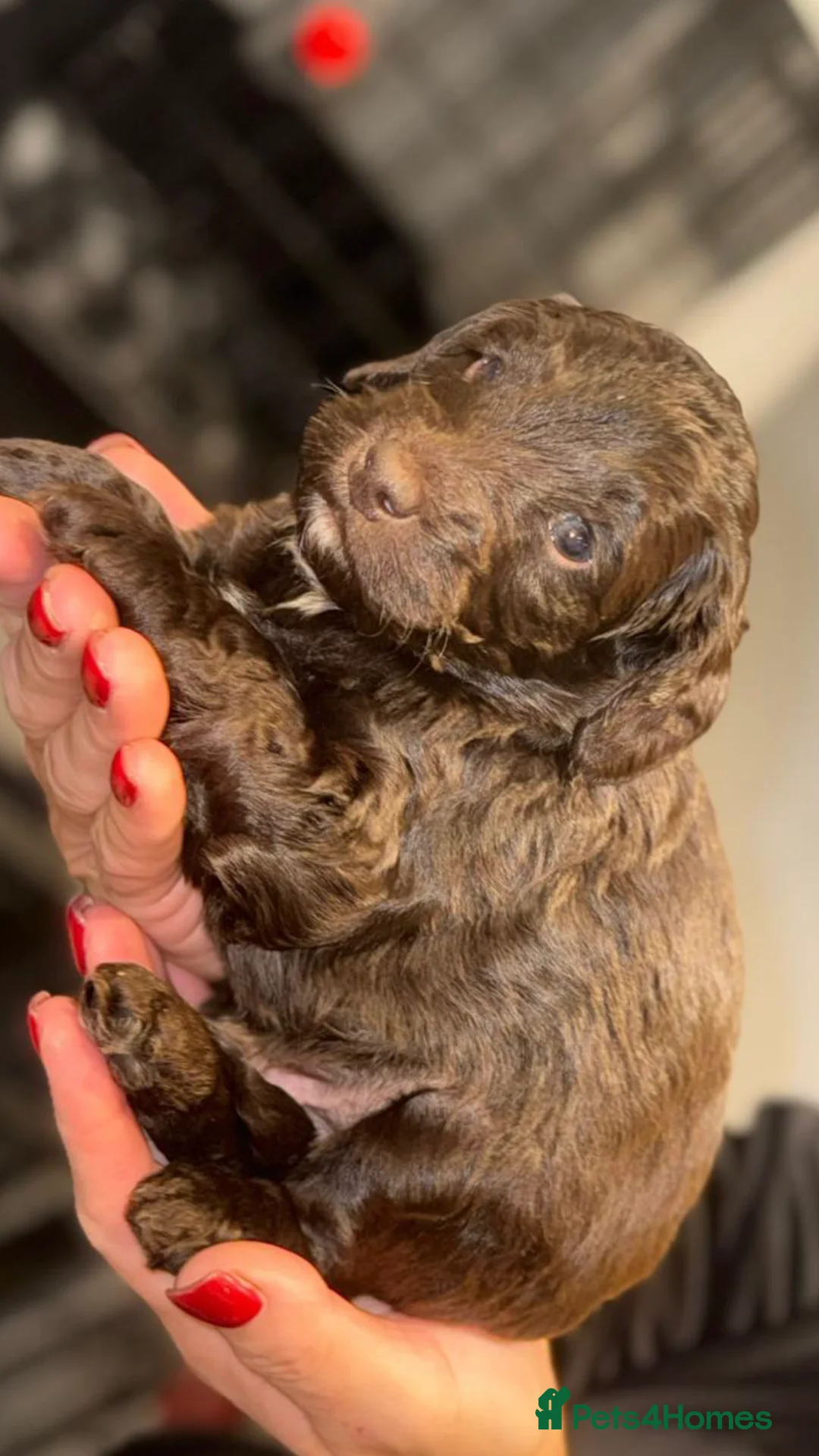 Cockapoo dogs for sale: F1 Cockapoo’s - Advert 6