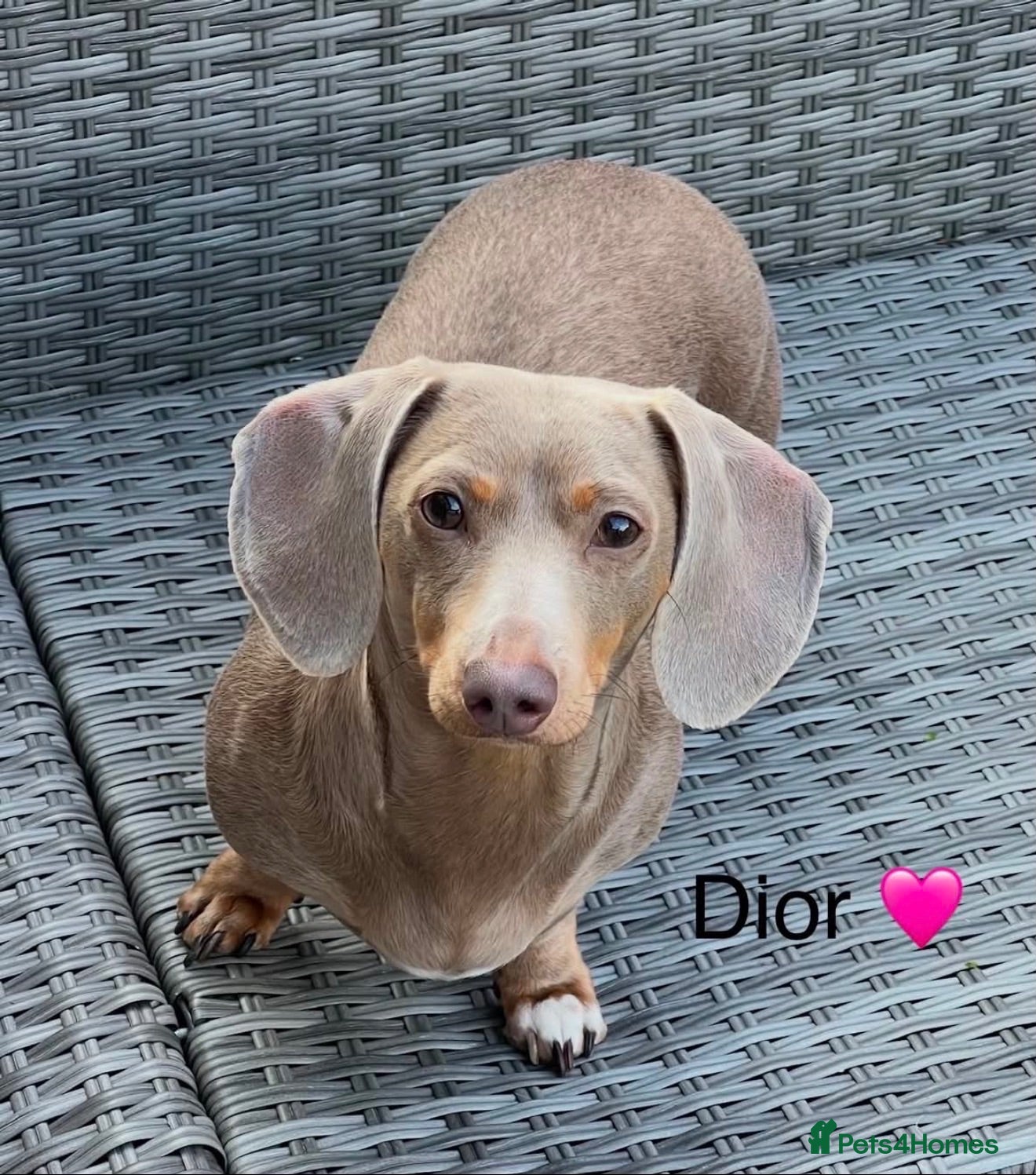 Dachshund dogs Beautiful Dachshund Puppies  - Advert 2