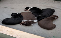 Border Collie dogs for sale: Collie mix puppies looking for their families! - Image 5