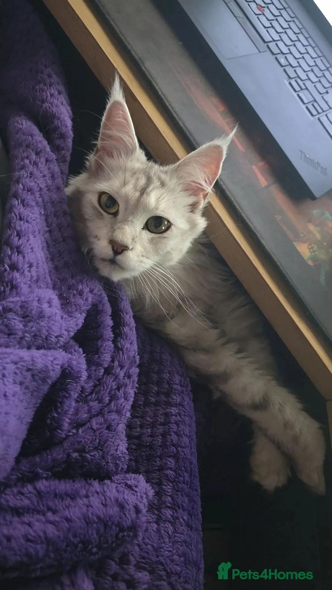 Maine Coon cats for sale: Maine Coon Silver black ticked tabby in Oldham - Advert 2