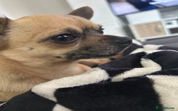 Chihuahua dogs for stud: Chihuahua for stud - Image 3