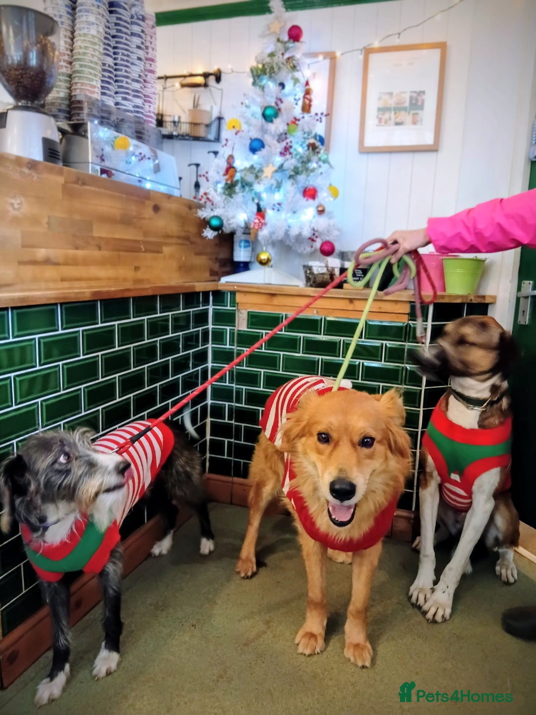 Mixed Breed dogs for sale: Foxy. A very fluffy friend. - Advert 4