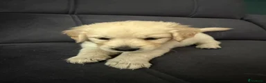 Golden Retriever 4