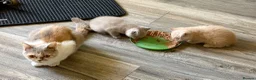 British Shorthair cats for sale: GCCF REGISTERED CHAMPION LINE BSH KITTENS - Advert 4