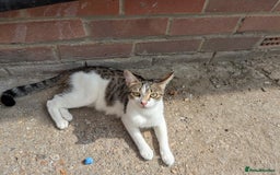 Domestic Shorthair cats for sale: Caring, Friendly 1-Year-old cat- Ready to Rehome - Image 7