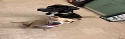 Mixed Breed dogs for sale: 2 dogs for sale  in Cradley Heath - Advert 4