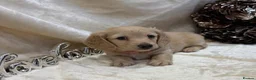 Miniature Dachshund dogs for sale: Stunning KC Long Haired Miniature Dachshund 🐶🐶 - Advert 27