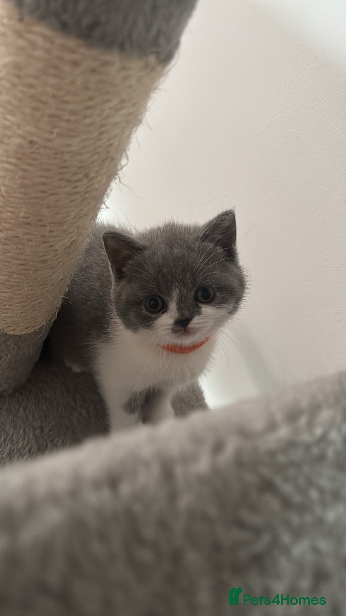British Shorthair cats 🧸Chunky British Shorthair Kittens🧸 - Advert 2