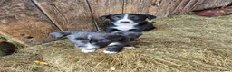 Border Collie dogs for sale: Border Collie Puppies for Sale in Ruthin - Advert 5