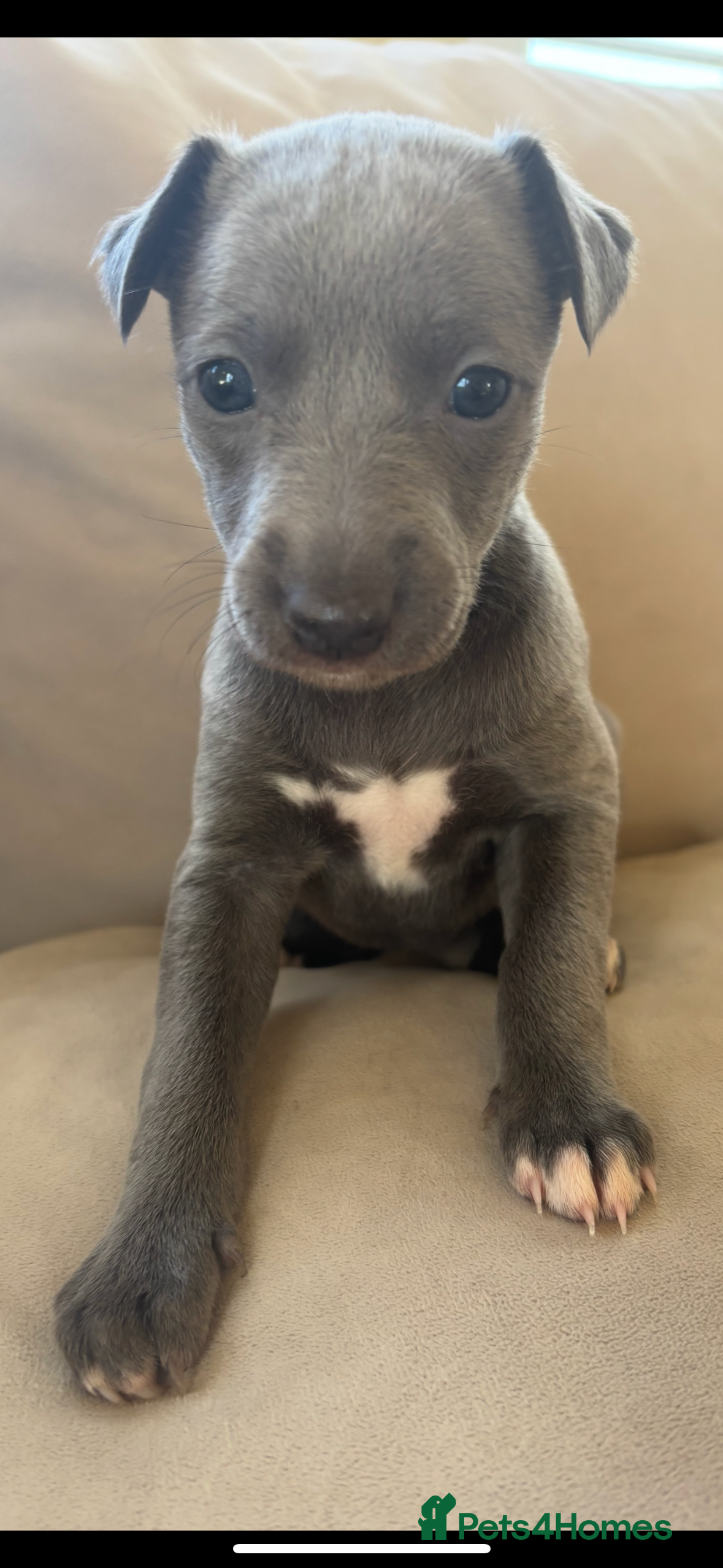 Whippet dogs Stunning KC registered whippet puppy’s  - Advert 17