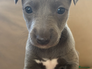 Whippet dogs Stunning KC registered whippet puppy’s - Advert 2