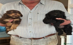 Cockapoo dogs for sale: Cockapoo puppies  - Image 4