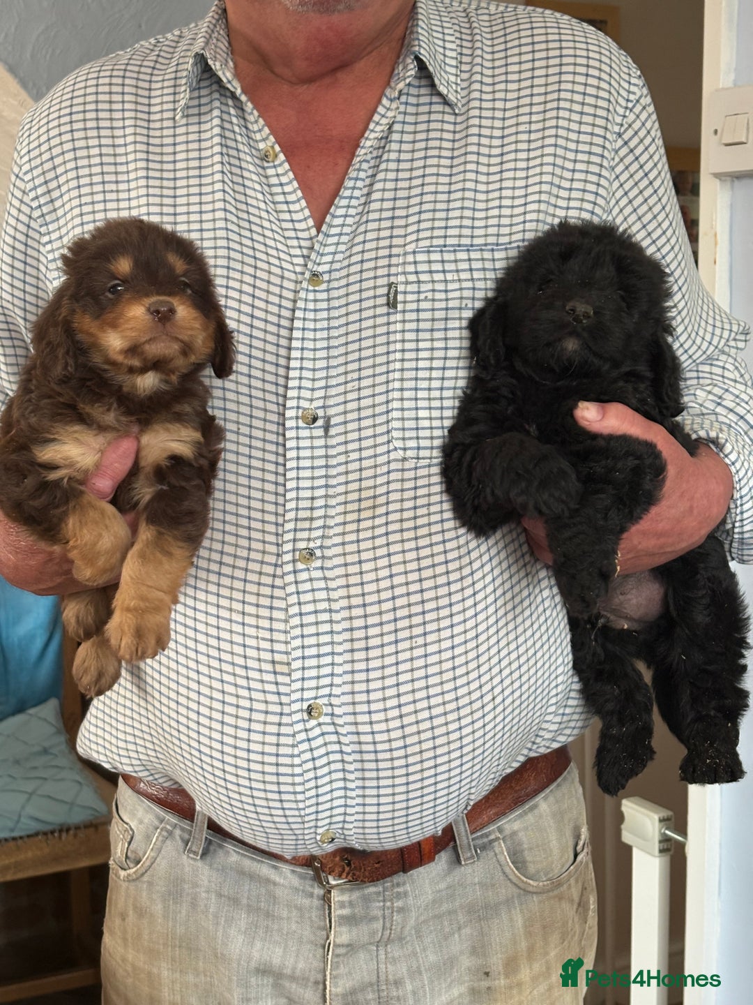 Cockapoo dogs for sale: Cockapoo puppies  - Image 4