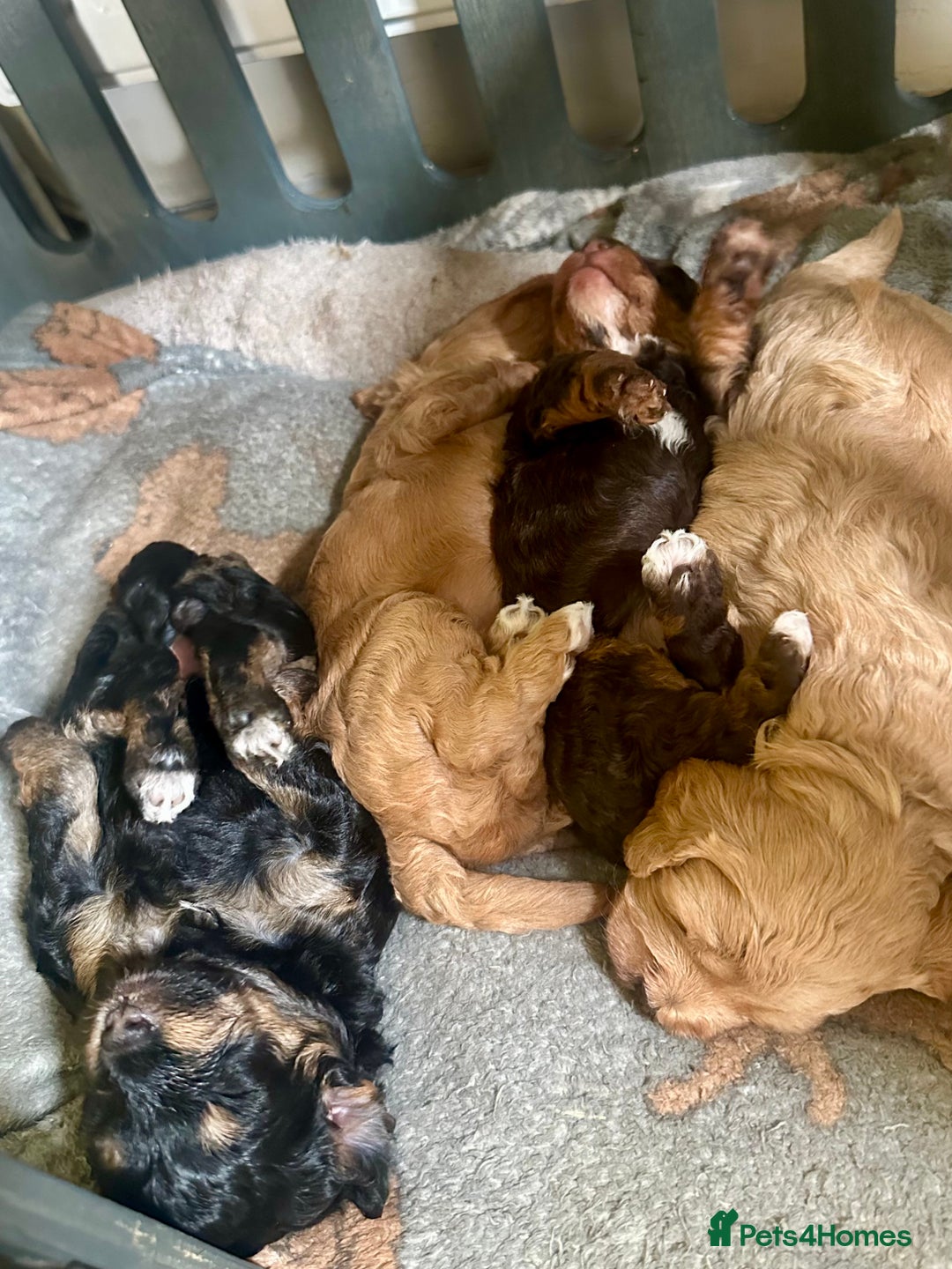 Cavapoo dogs for sale: Beautiful F1b cavapoo puppies - Image 4